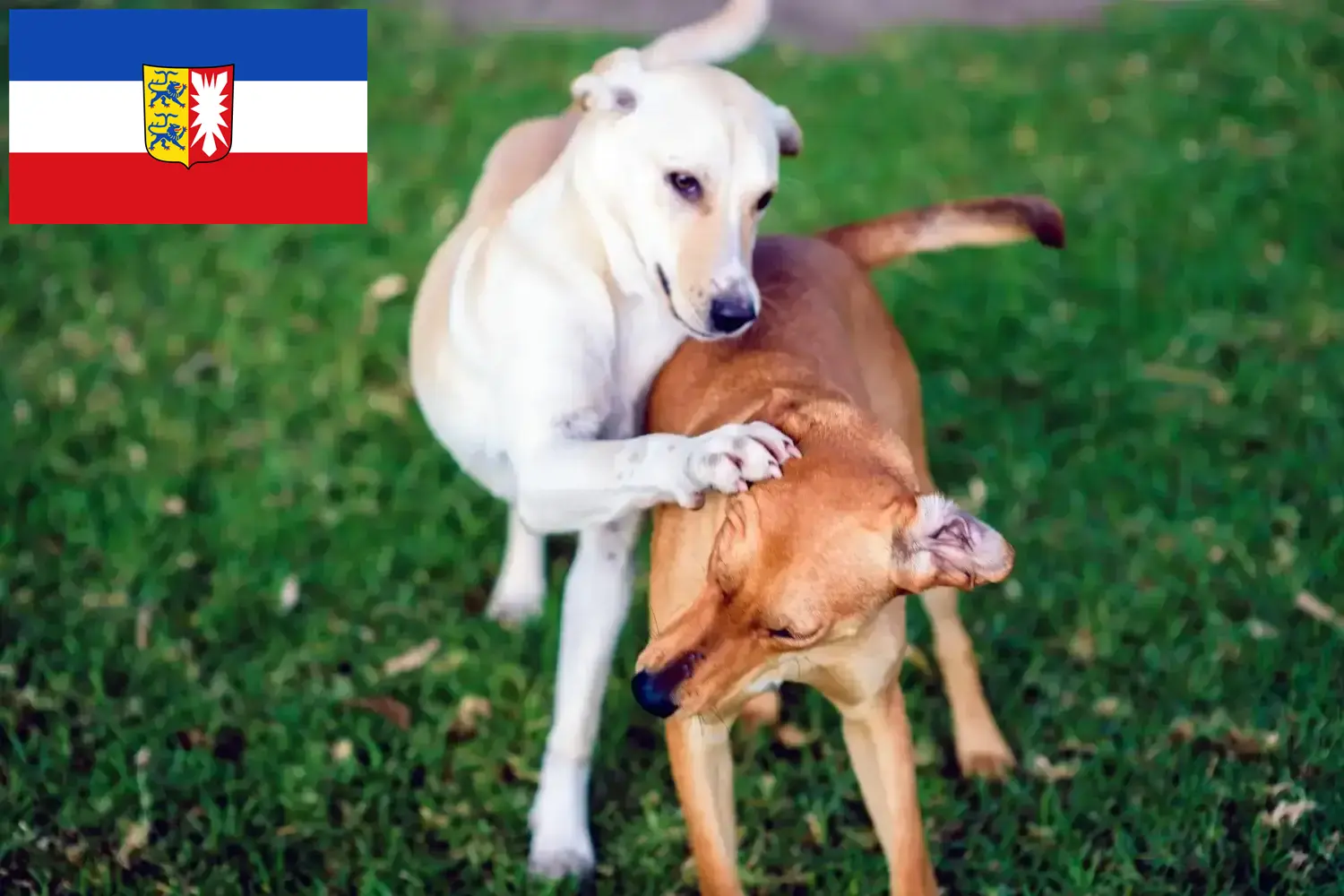 Read more about the article Kritikos Lagonikos tenyésztők és kölykök Schleswig-Holstein tartományban