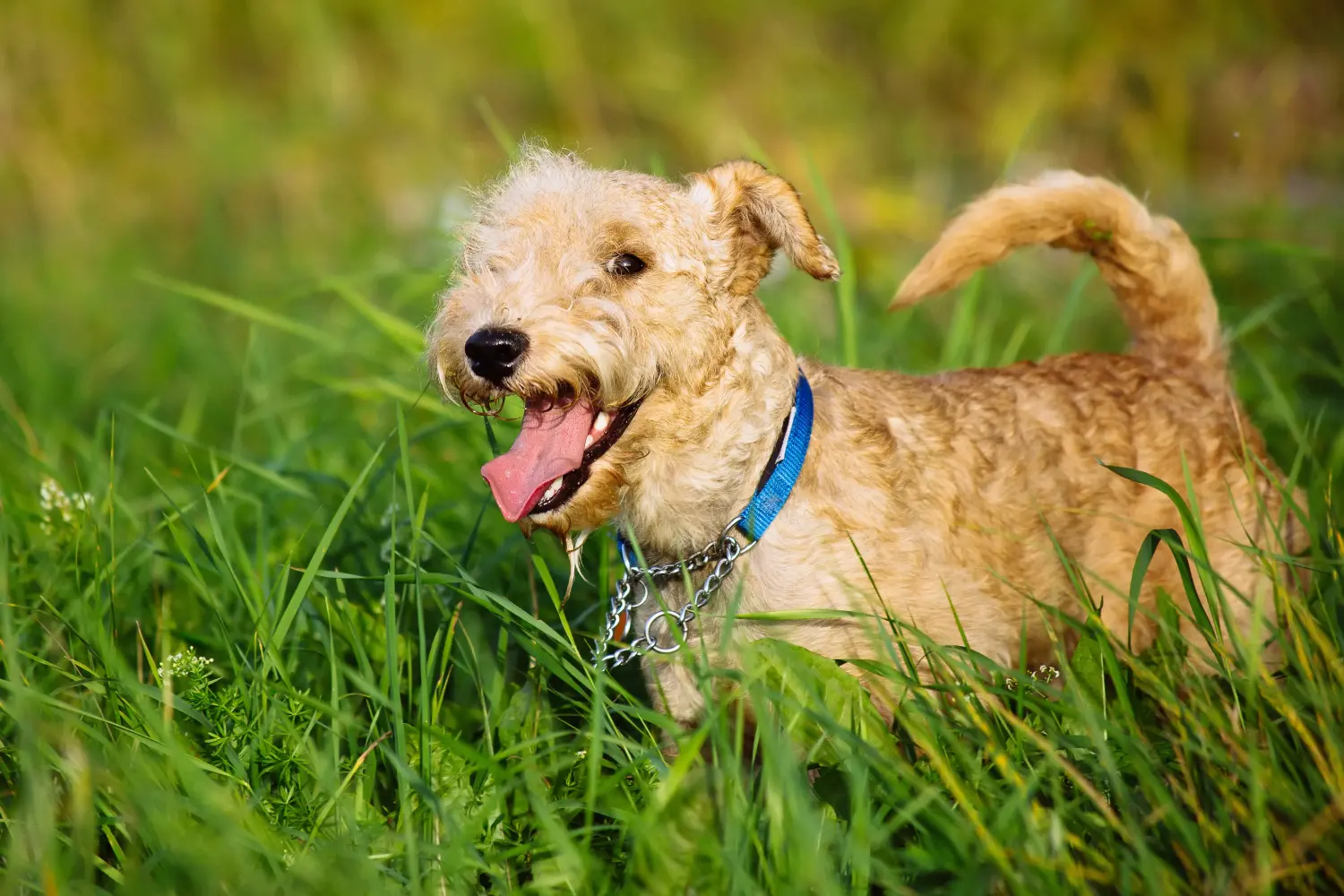 Lakeland terrier kölyökkutya vásárlása felelősségvállalást jelent! Lakeland Terrier kölyökkutyák vásárlása.