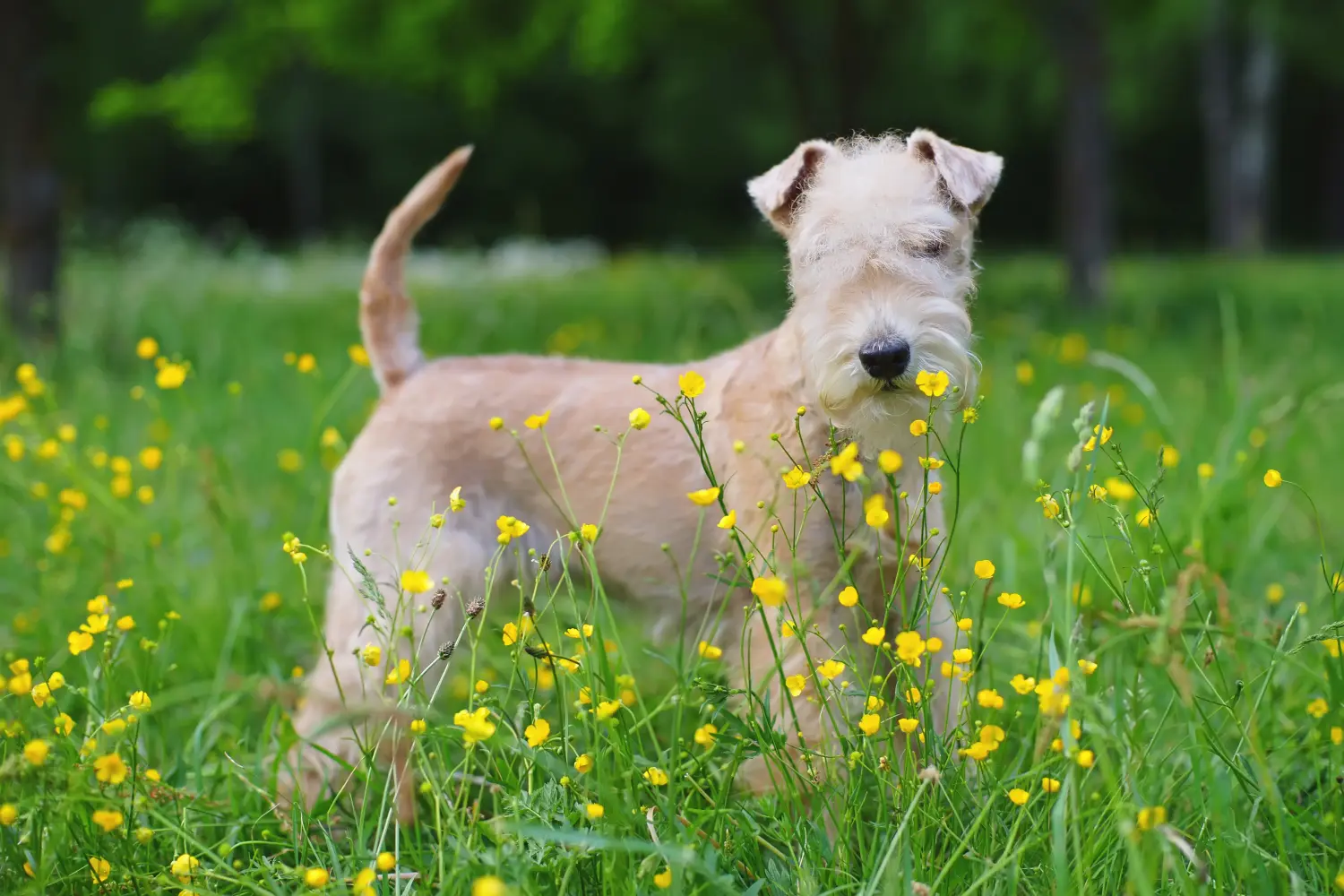 Lakeland terrier kölyökkutya vásárlása felelősségvállalást jelent! Lakeland Terrier kölyökkutyák vásárlása.
