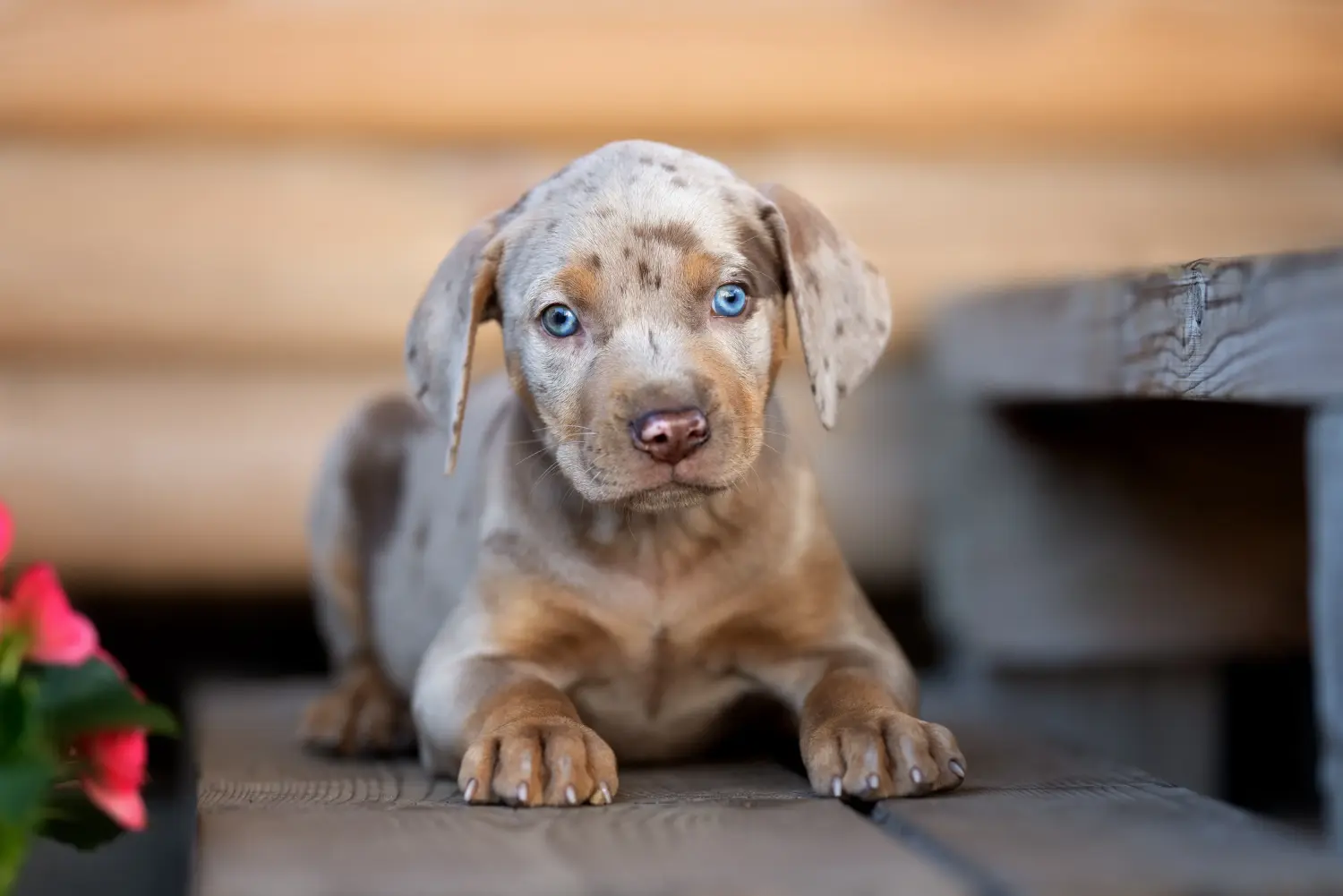 Louisiana Catahoula Leopárd kutya kölyökkutya vásárlása felelősségvállalást jelent! Vásároljon Louisiana Catahoula Leopárd kutya kölyköket.