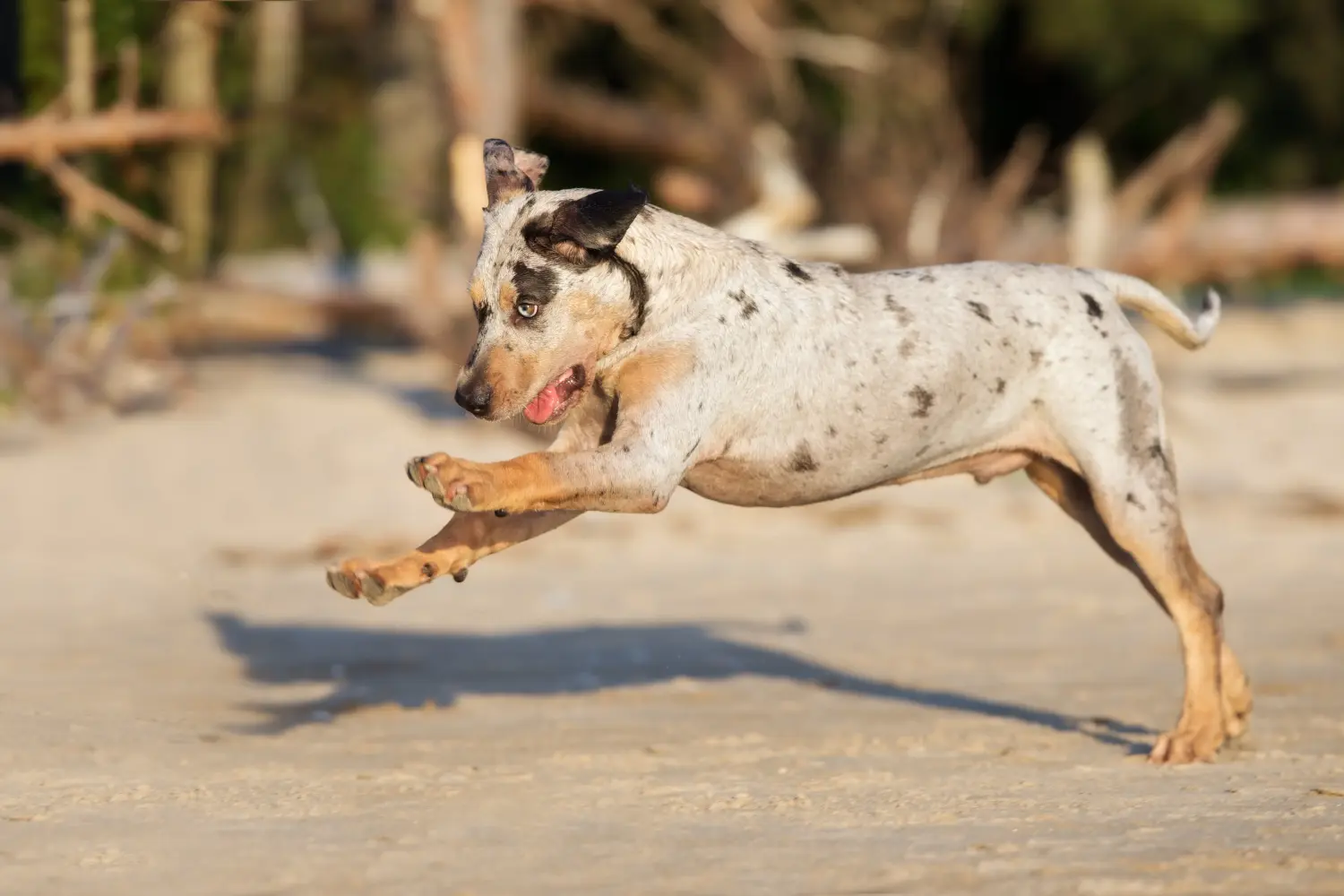 Louisiana Catahoula Leopárd kutya kölyökkutya vásárlása felelősségvállalást jelent! Vásároljon Louisiana Catahoula Leopárd kutya kölyköket.