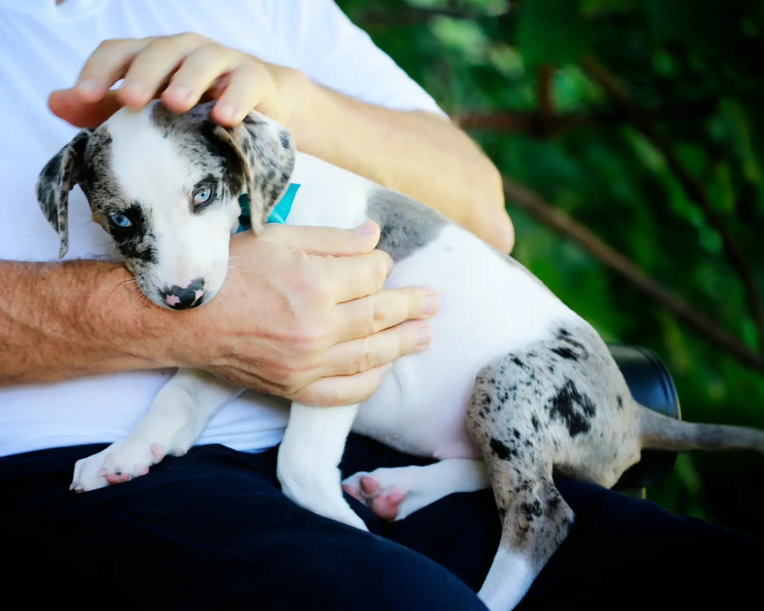 Louisiana Catahoula Leopárd kutya kölyökkutya vásárlása felelősségvállalást jelent! Vásároljon Louisiana Catahoula Leopárd kutya kölyköket.