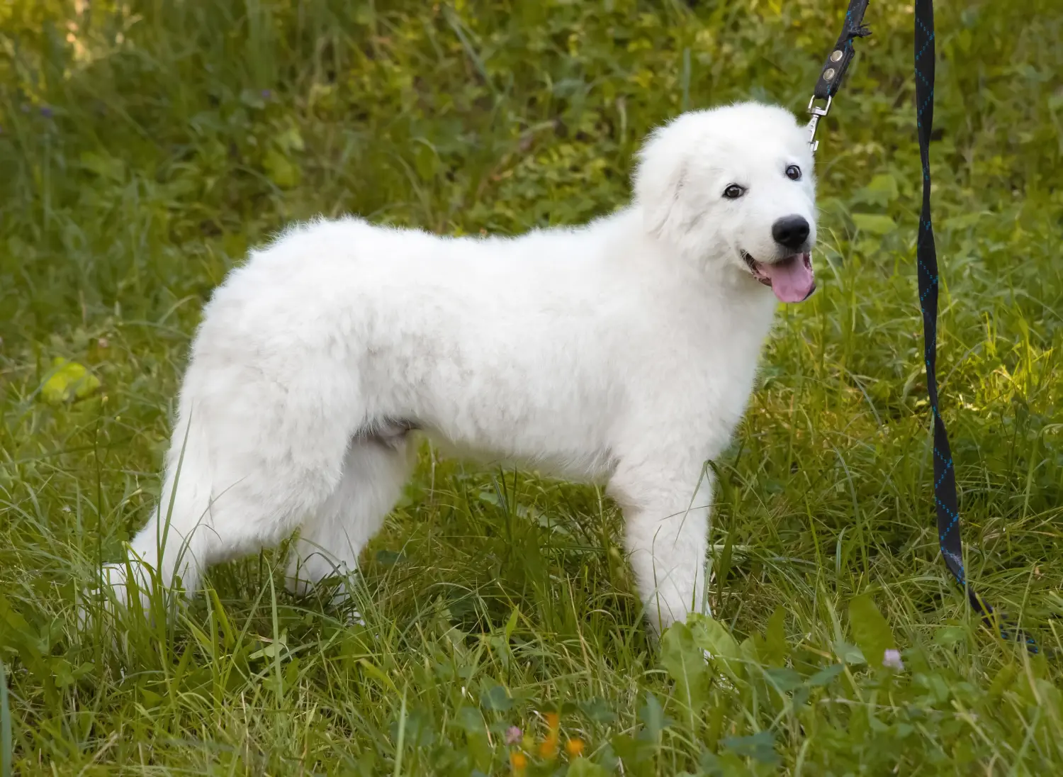 Maremma Abruzzo juhászkutya kölyökkutyát vásárolni felelősségvállalást jelent! Maremma Abruzzo juhászkutyakölyköket vásároljon.