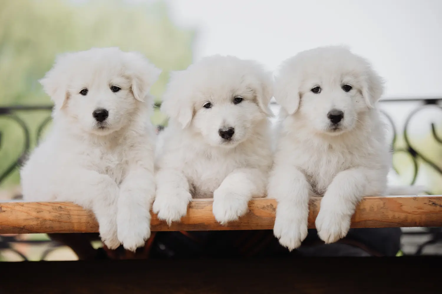 Maremma Abruzzo juhászkutya kölyökkutyát vásárolni felelősségvállalást jelent! Maremma Abruzzo juhászkutyakölyköket vásároljon.