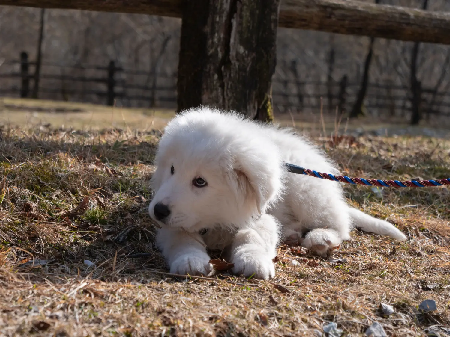 Maremma Abruzzo juhászkutya kölyökkutyát vásárolni felelősségvállalást jelent! Maremma Abruzzo juhászkutyakölyköket vásároljon.