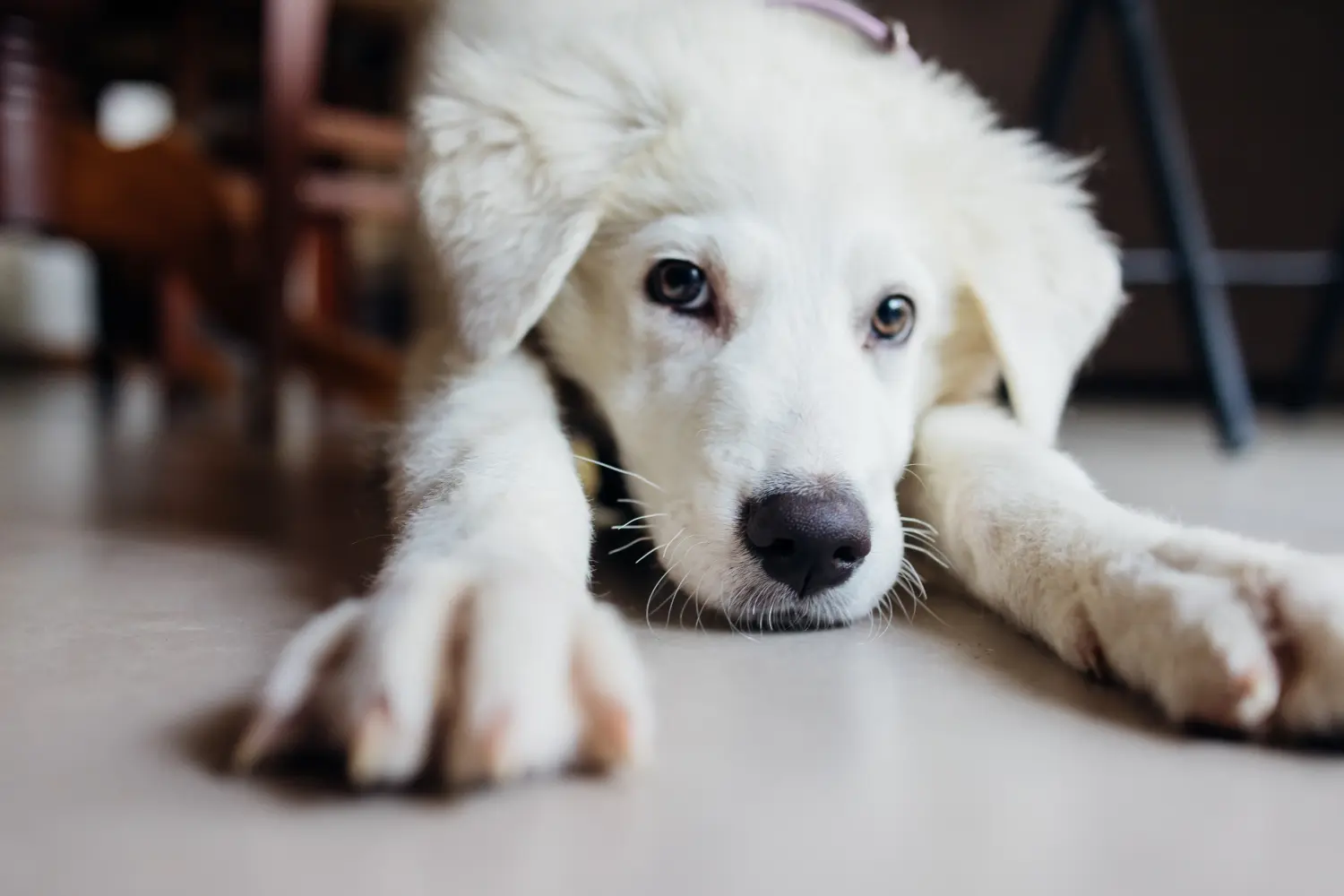 Maremma Abruzzo juhászkutya kölyökkutyát vásárolni felelősségvállalást jelent! Maremma Abruzzo juhászkutyakölyköket vásároljon.
