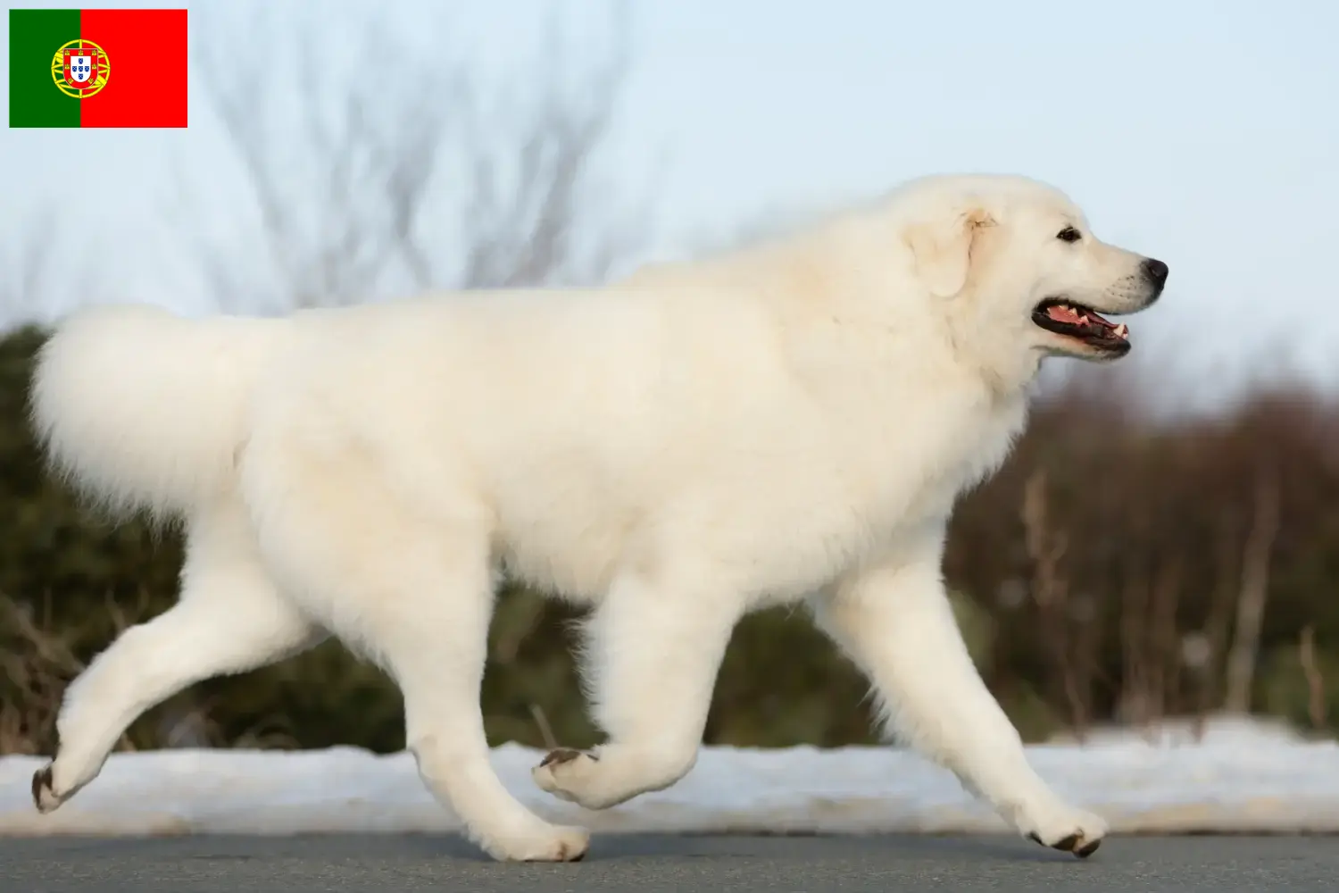 Read more about the article Maremma Abruzzo juhászkutya tenyésztők és kölykök Portugáliában