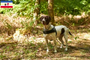 Read more about the article Régi dán dog tenyésztő és kölykök Mecklenburg-Vorpommernben