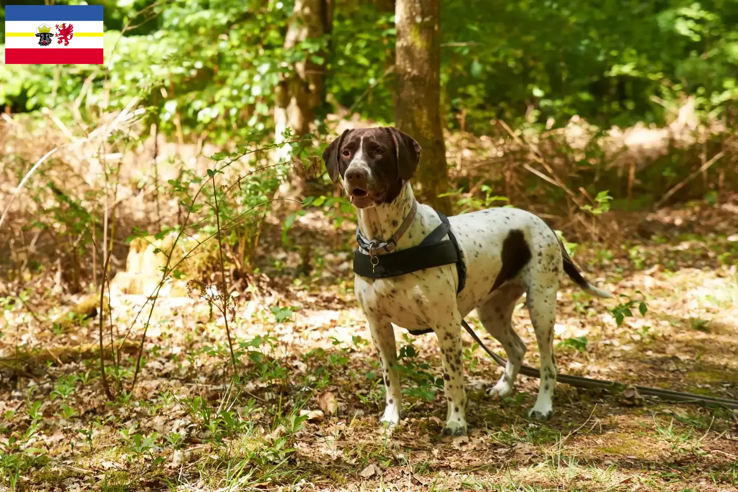 Read more about the article Régi dán dog tenyésztő és kölykök Mecklenburg-Vorpommernben