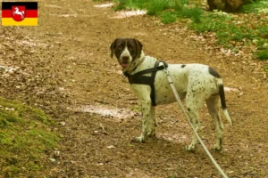 Read more about the article Régi dán dog tenyésztő és kölykök Alsó-Szászországban