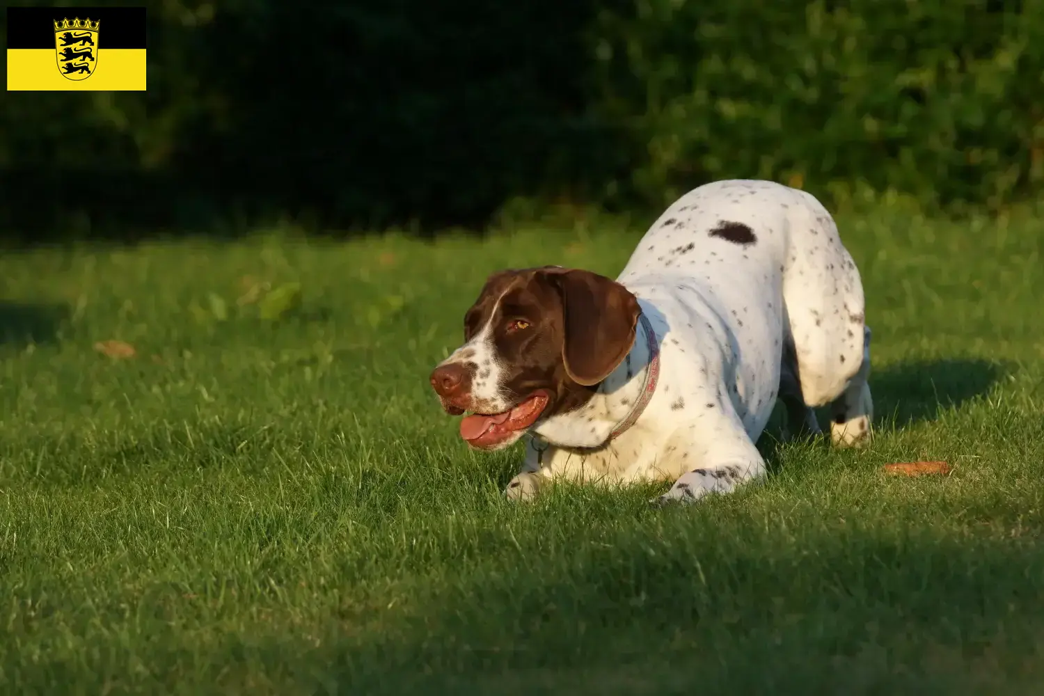 Öreg dán puckoló kutyakölykök és tenyésztők Baden-Württembergben Itt megtalálhatja az Old Danish Pointing Dogs tenyésztőit Baden-Württembergben.