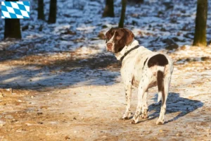 Read more about the article Régi dán dog tenyésztő és kölykök Bajorországban