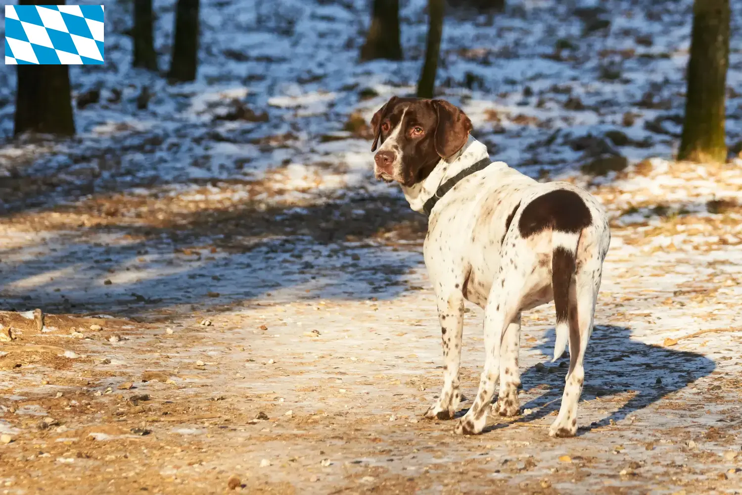 Régi dán puli kutyakölykök és tenyésztő Bajorországban Itt megtalálhatja az Old Danish Pointing Dog tenyésztőket Bajorországban.