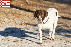 Read more about the article Old Danish Pointing Dog Tenyésztő és kölykök Brémában