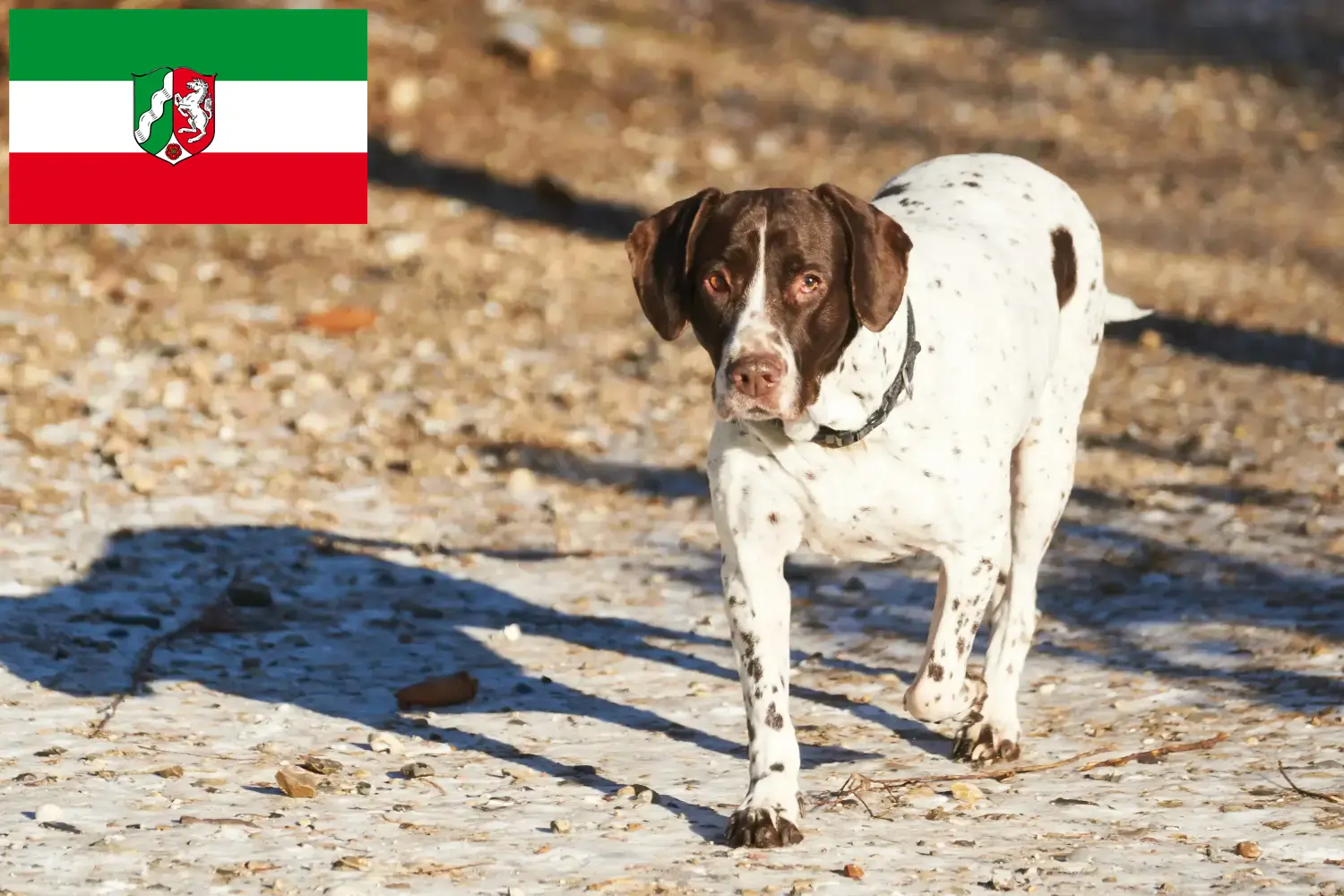 Read more about the article Régi dán dog tenyésztők és kölykök Észak-Rajna-Vesztfália területén