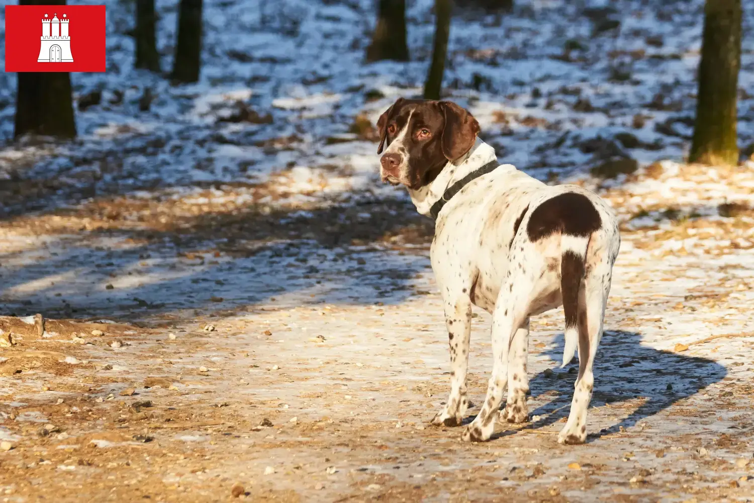 Régi dán puckoló kutyakölykök és tenyésztő Hamburg Itt megtalálja a hamburgi Old Danish Pointing Dog tenyésztőket.
