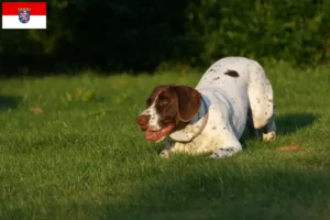 Read more about the article Régi dán dog tenyésztő és kiskutyák Hessenben