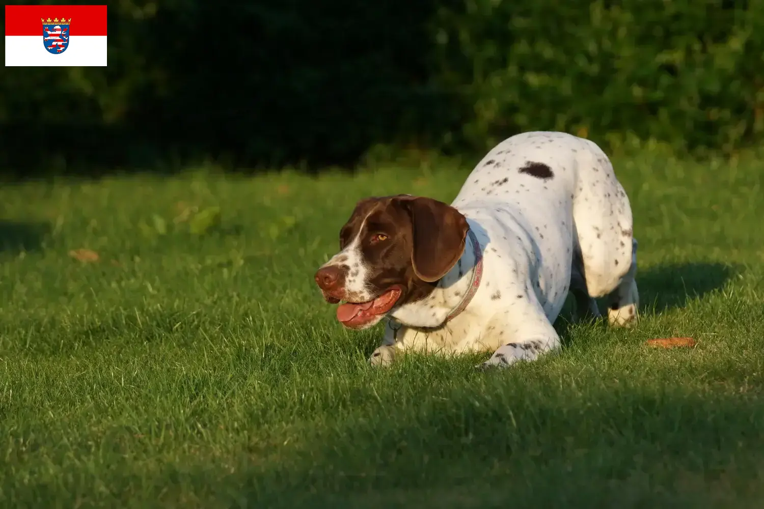 Régi dán puckoló kutyakölykök és tenyésztő Hessen Itt megtalálja a hesseni Old Danish Pointing Dog tenyésztőket.