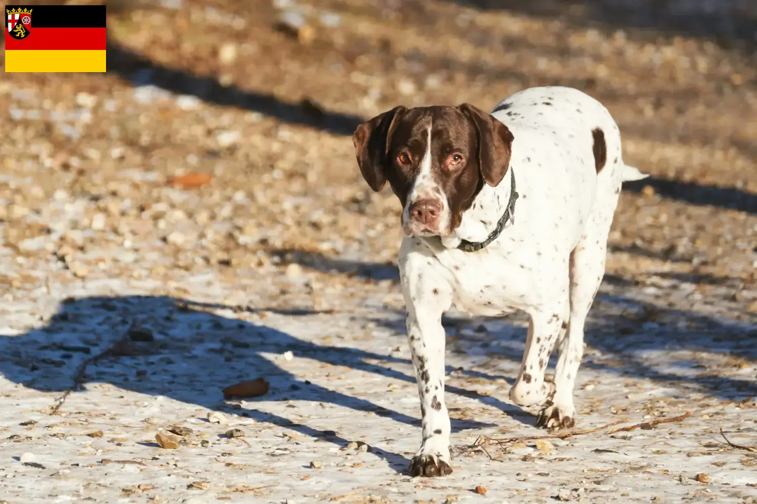 Read more about the article Régi dán dog tenyésztők és kölykök Rajna-vidék-Pfalzban