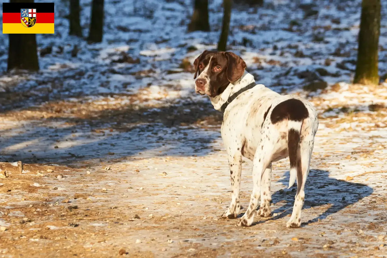 Altdänischer Vorstehhund kölyökkutyák és tenyésztők Saar-vidék Itt megtalálhatja a Saar-vidéki Old Danish Pointing Dog tenyésztőket.