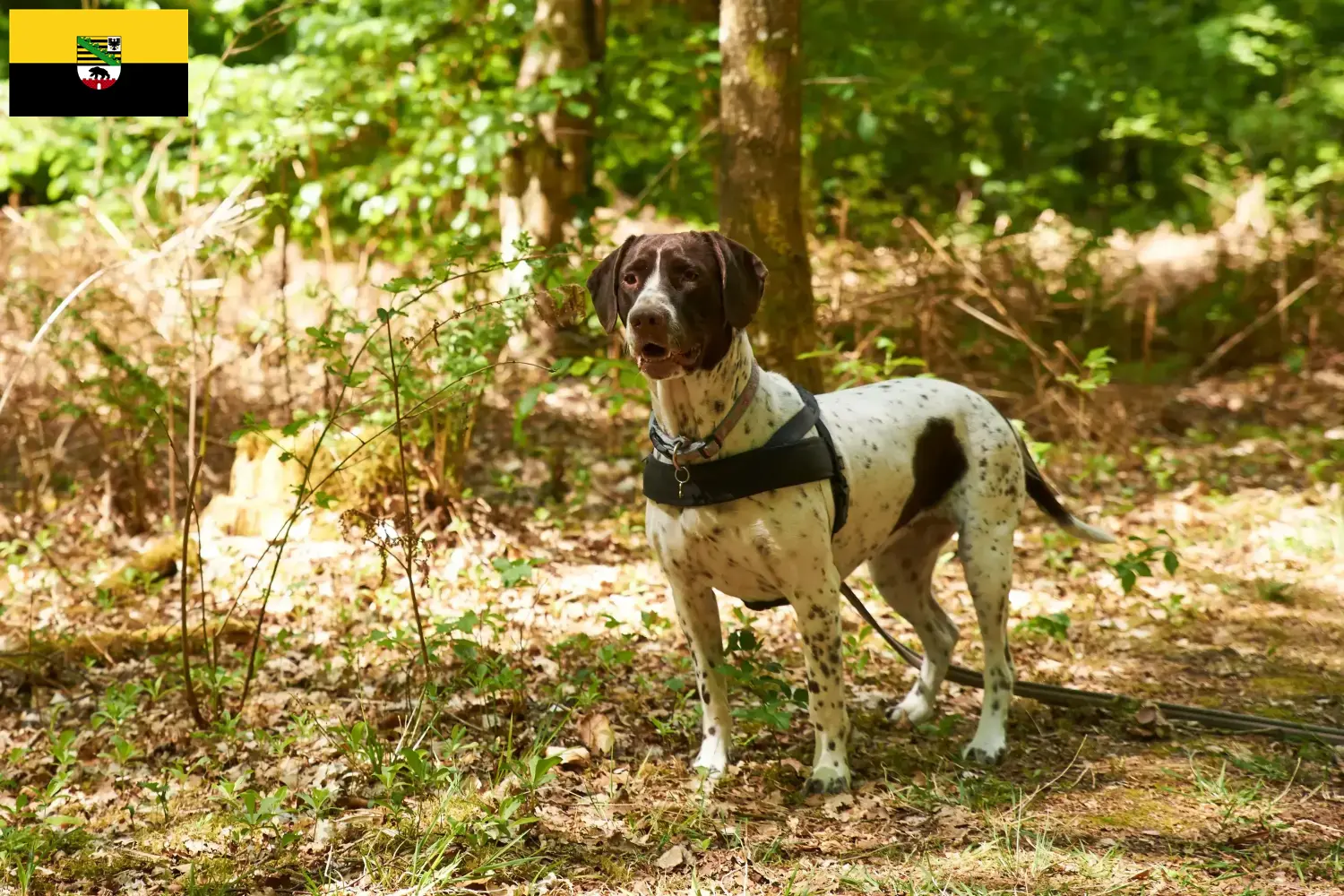 Read more about the article Régi dán dog tenyésztő és kölykök Szász-Anhaltban