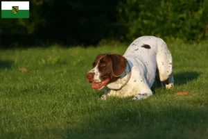 Read more about the article Régi dán dog tenyésztő és kölykök Szászországban