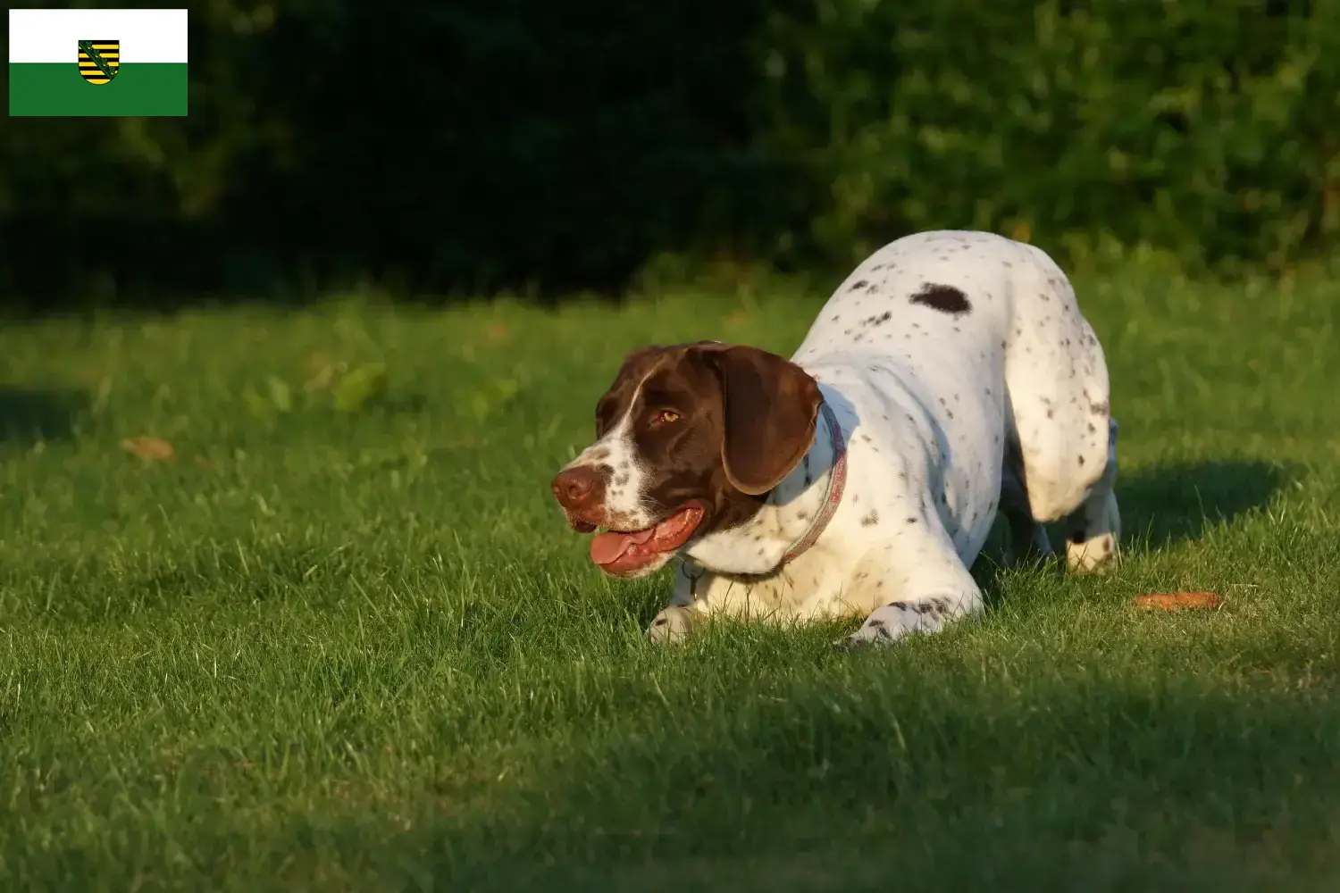Read more about the article Régi dán dog tenyésztő és kölykök Szászországban