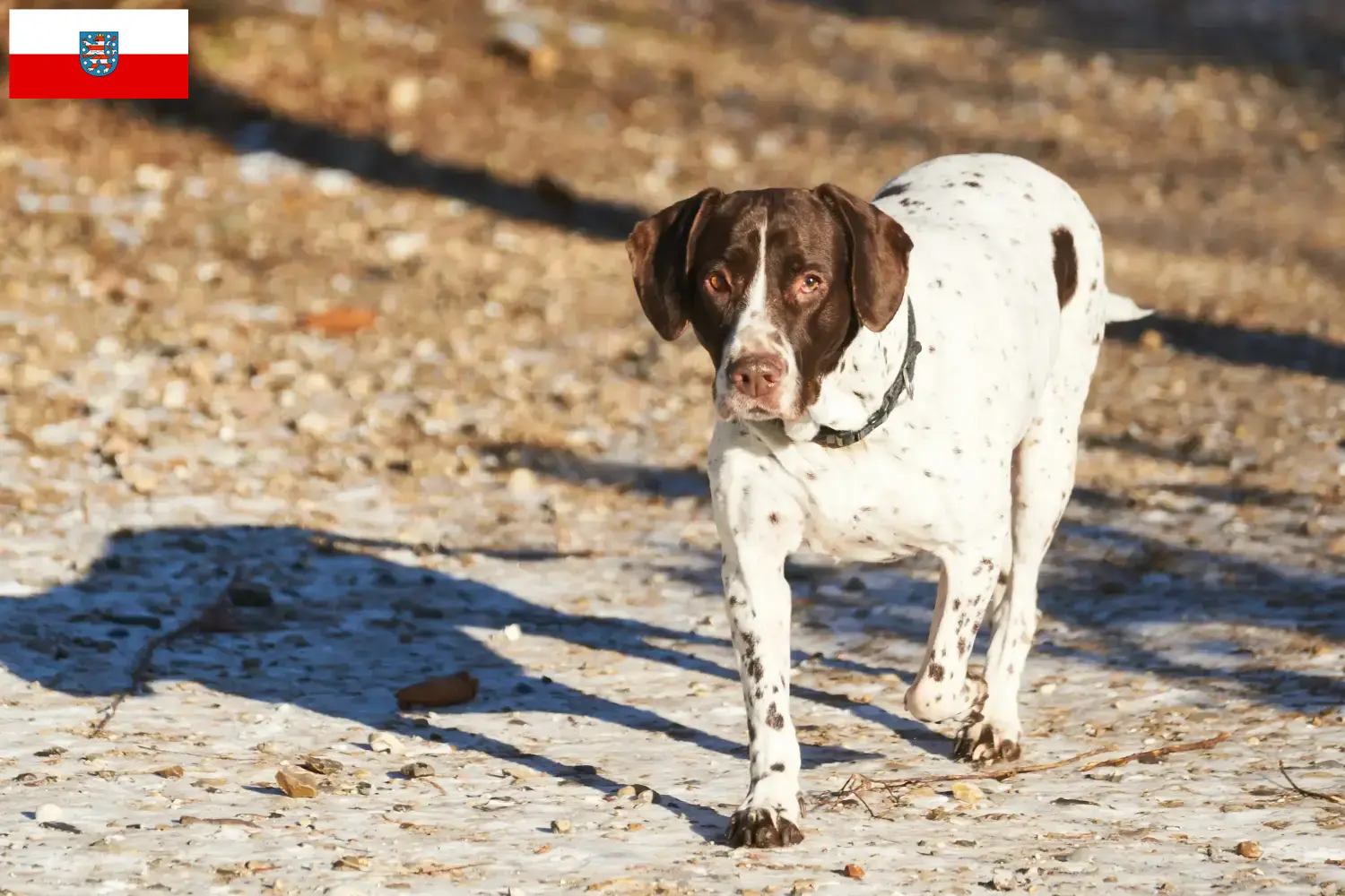 Read more about the article Régi dán dog tenyésztő és kölykök Thüringiában
