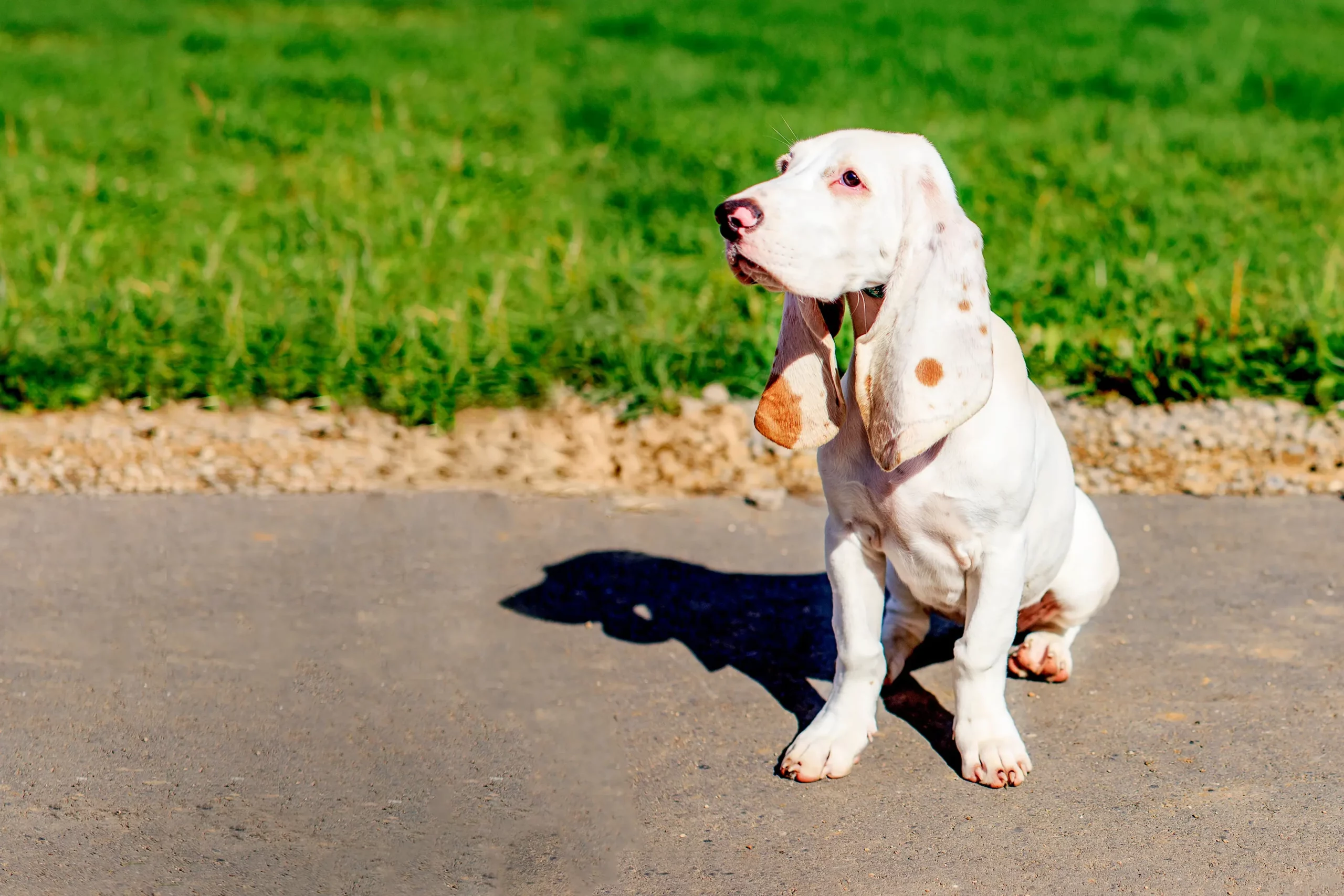 Read more about the article Sabueso Español tenyésztő