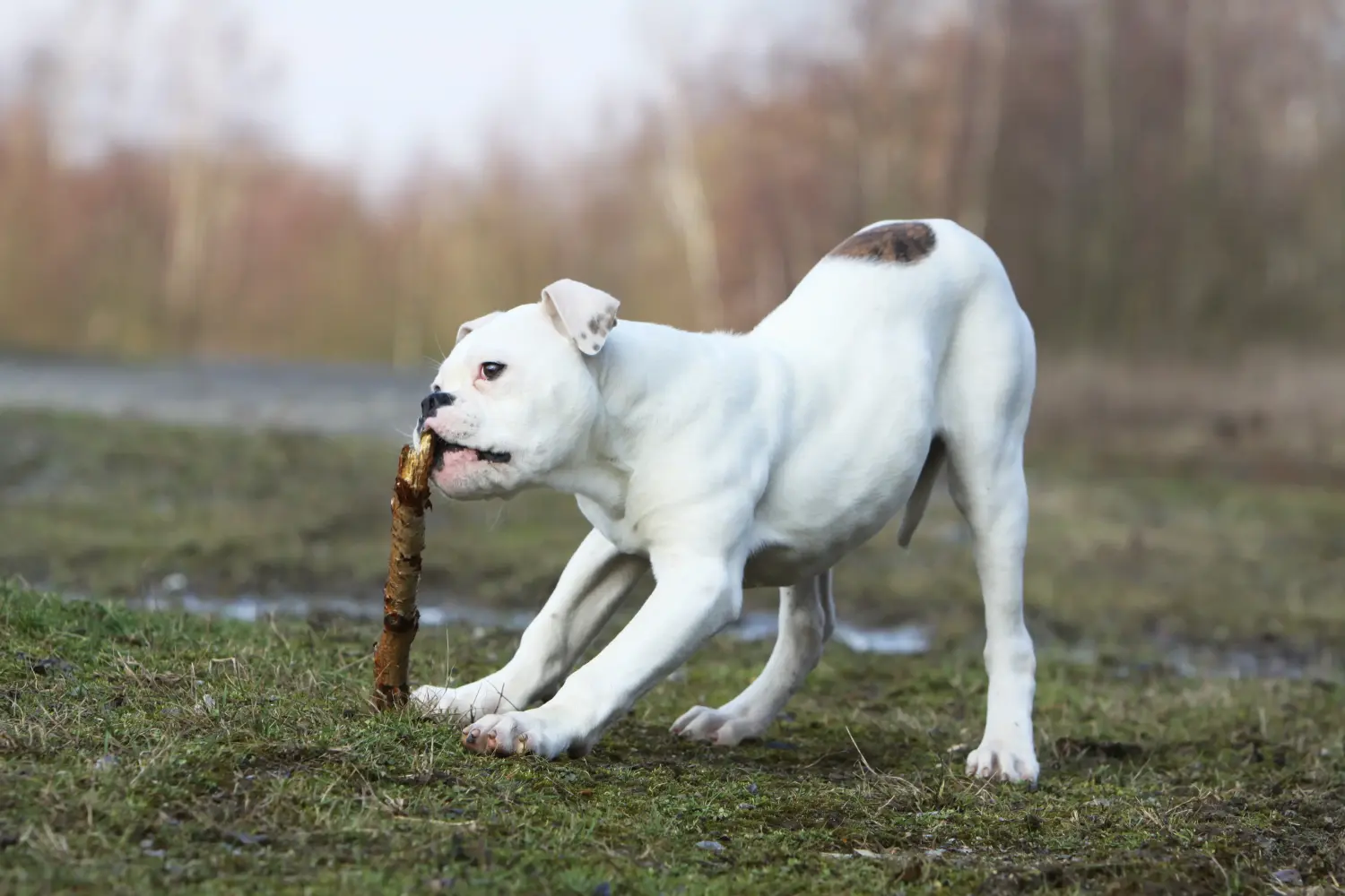 Amerikai bulldog kölyökkutya vásárlása felelősségvállalást jelent! Amerikai bulldog kiskutyák vásárlása.