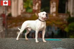 Read more about the article Amerikai bulldog tenyésztők és kölykök Kanadában