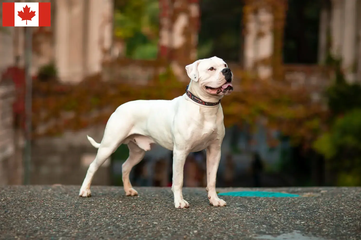 Amerikai bulldog kölykök és tenyésztők Kanada Keress American Bulldog tenyésztőket Kanadában.