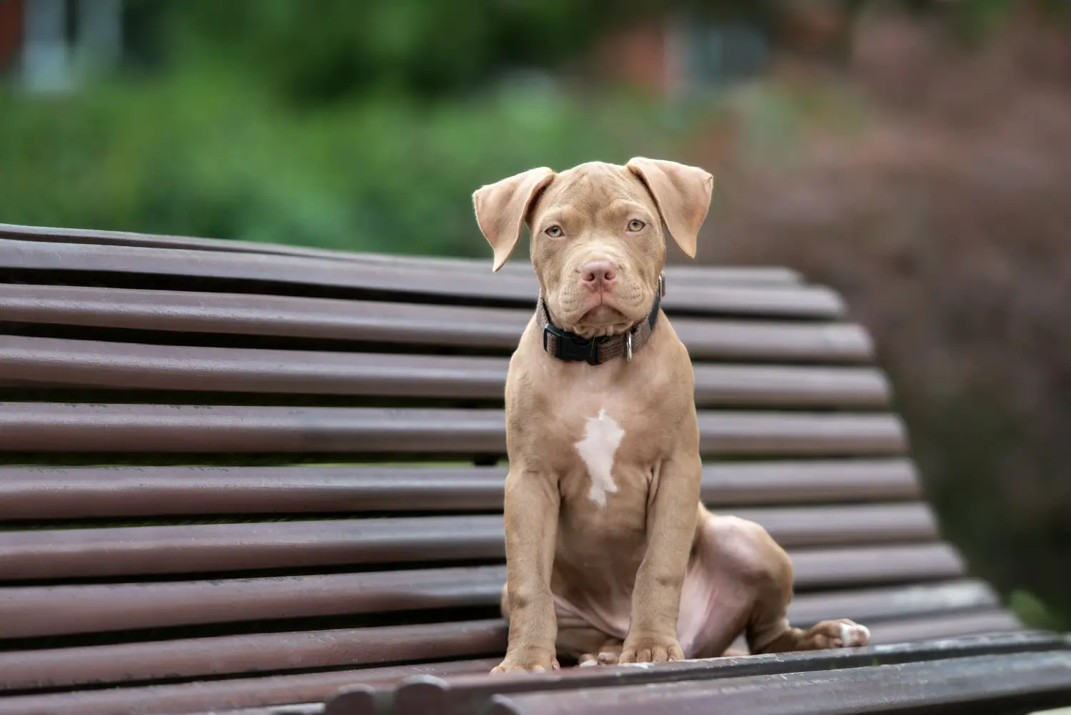 Amerikai pitbull terrier kölyökkutya vásárlása felelősségvállalást jelent! Amerikai pitbull terrier kölyökkutyák vásárlása.