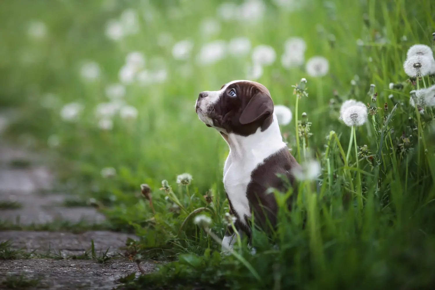 Amerikai pitbull terrier kölyökkutya vásárlása felelősségvállalást jelent! Amerikai pitbull terrier kölyökkutyák vásárlása.