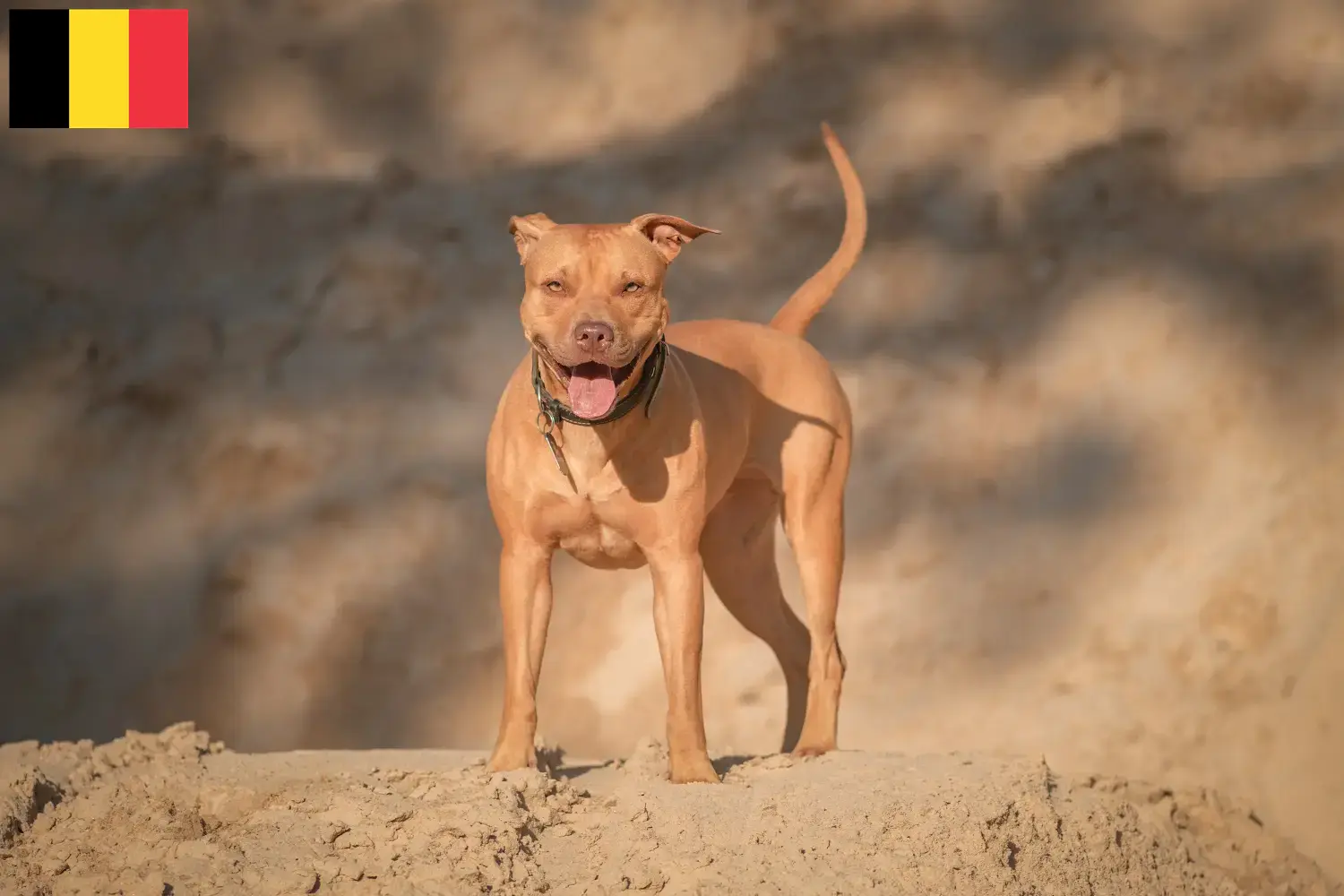 Amerikai Pit Bull Terrier kölykök és tenyésztők Belgium Keresse meg az American Pit Bull Terrier tenyésztőket Belgiumban itt.