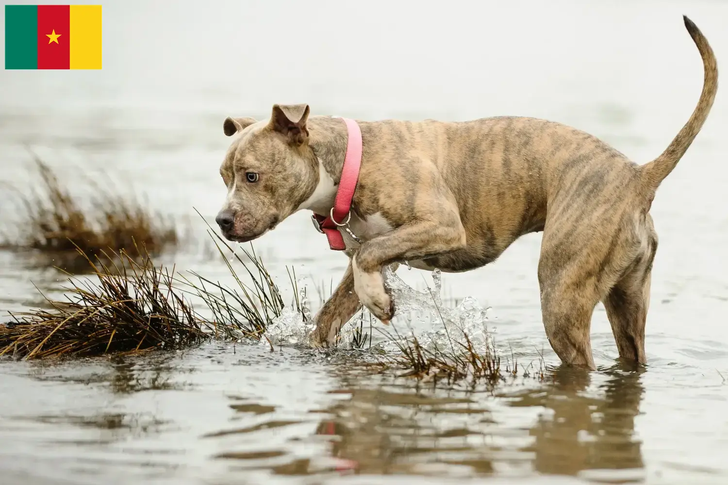 Amerikai Pit Bull Terrier kiskutyák és tenyésztők Kamerun Amerikai pitbull terrier tenyésztőket Kamerunban itt találsz.