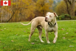 Read more about the article Amerikai Pit Bull Terrier tenyésztők és kölykök Kanadában