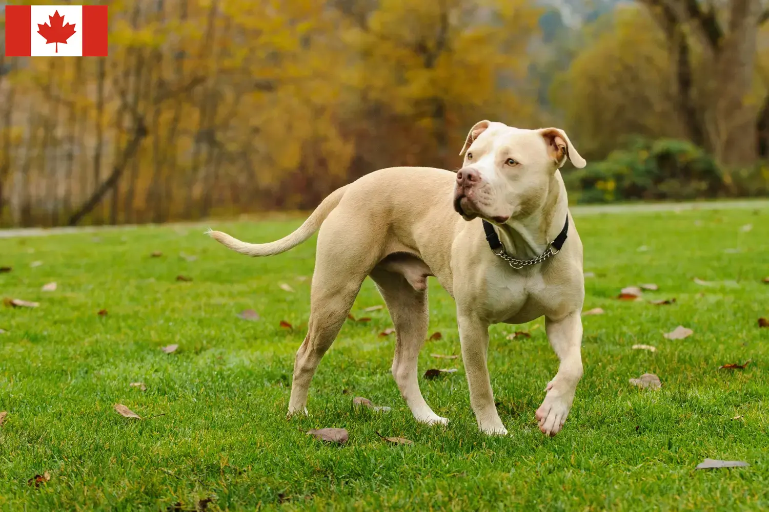 Amerikai Pit Bull Terrier kölykök és tenyésztők Kanada Keress American Pit Bull Terrier tenyésztőket Kanadában.
