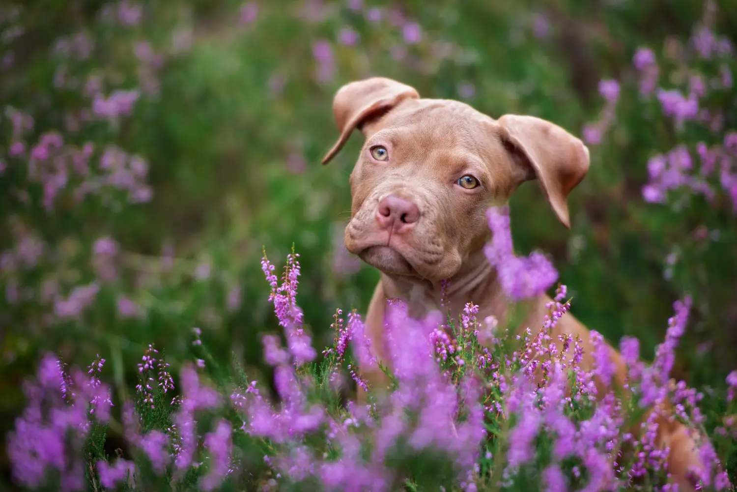 Amerikai pitbull terrier kölyökkutya vásárlása felelősségvállalást jelent! Amerikai pitbull terrier kölyökkutyák vásárlása.