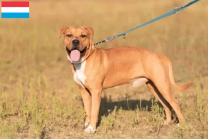 Read more about the article American Staffordshire Terrier tenyésztők és kölykök Luxemburgban