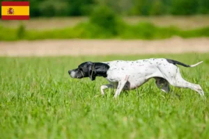 Read more about the article Angol Pointer tenyésztők és kölykök Spanyolországban