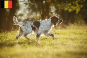 Read more about the article Angol Springer spániel tenyésztők és kölykök Belgiumban