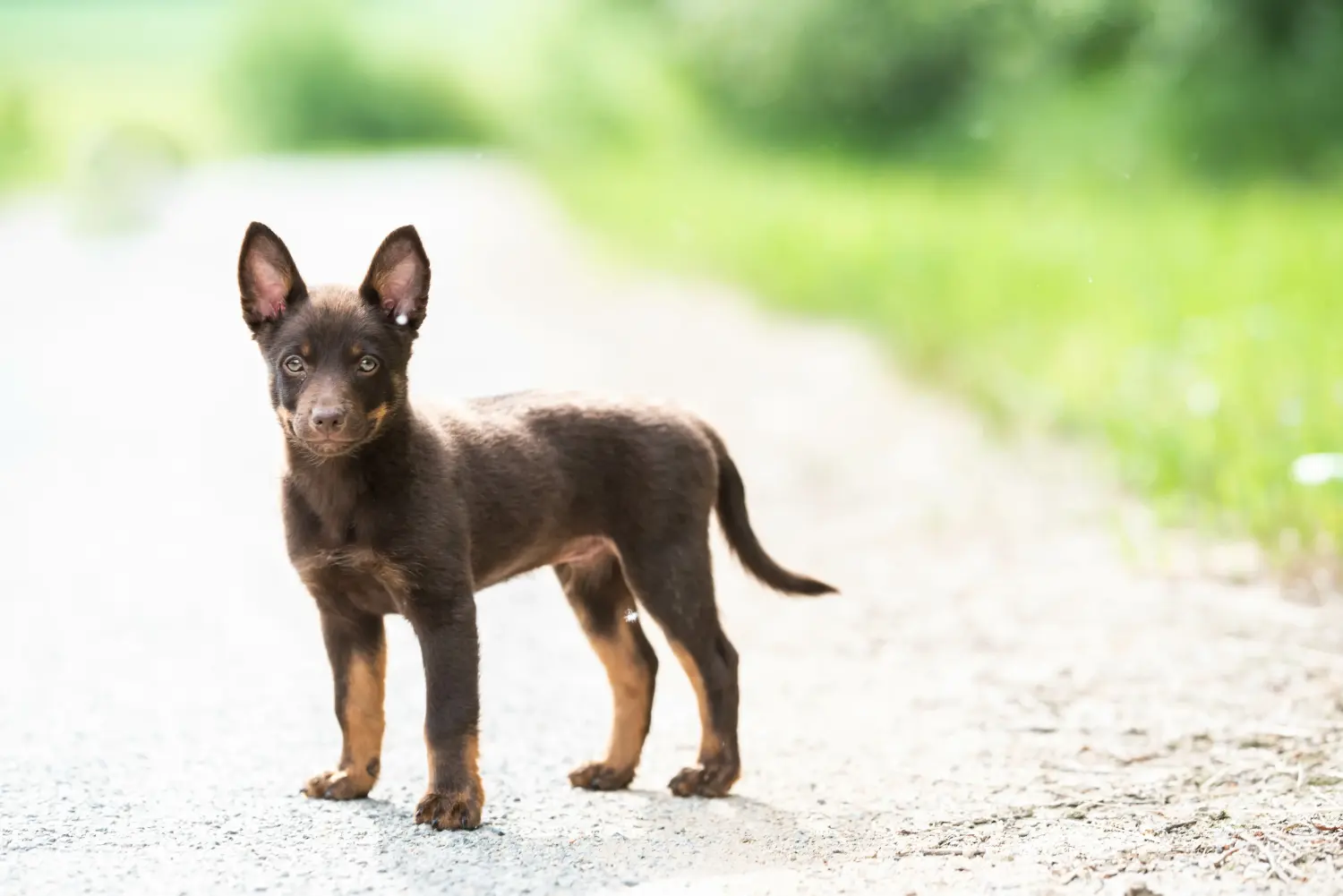 Egy ausztrál kelpie kölyökkutya megvásárlása felelősségvállalást jelent! Vásároljon ausztrál kelpie kölyökkutyákat.