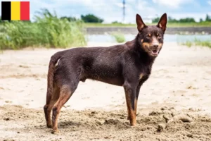 Read more about the article Ausztrál kelpie tenyésztők és kölykök Belgiumban