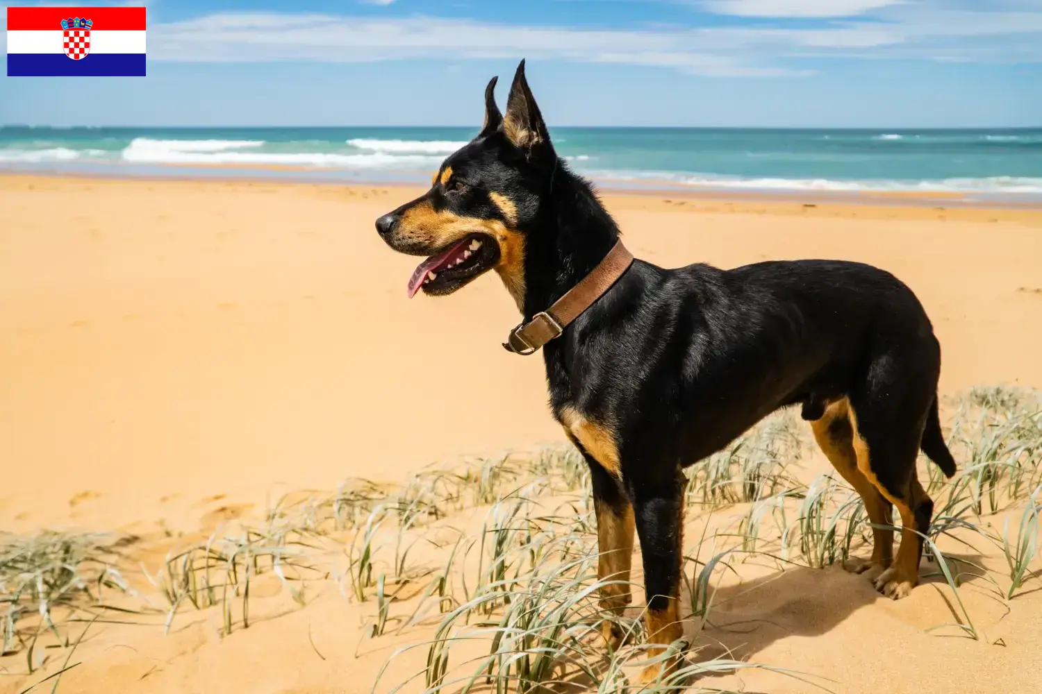 Read more about the article Ausztrál kelpie tenyésztők és kölykök Horvátországban