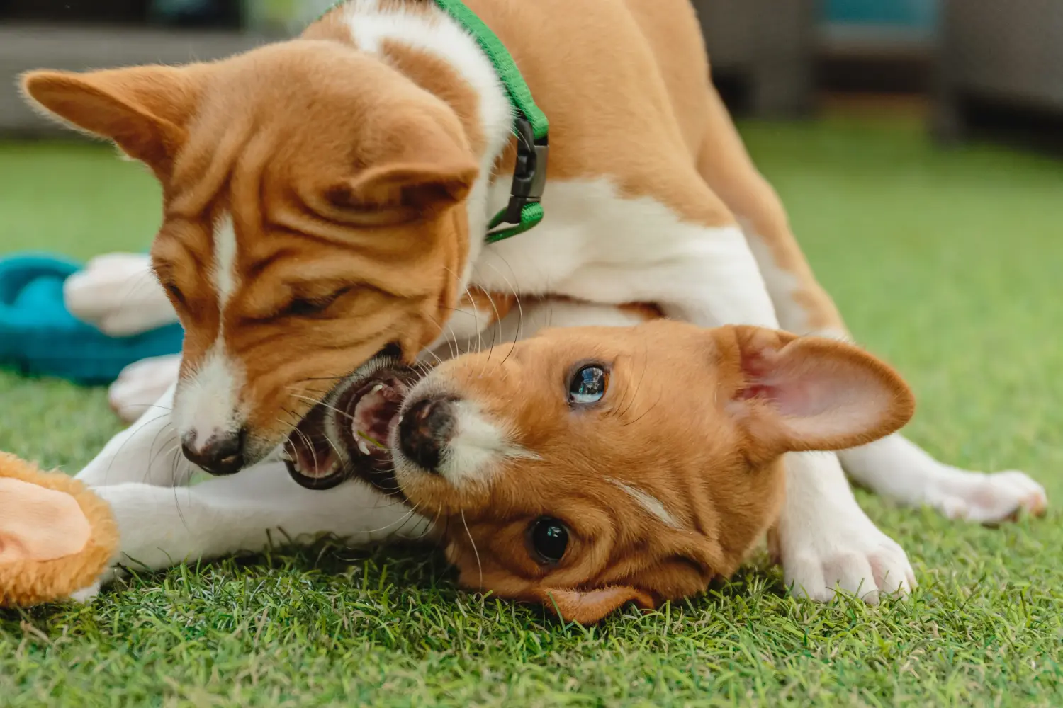 Basenji kiskutya vásárlása felelősségvállalást jelent! Basenji kiskutyák vásárlása.