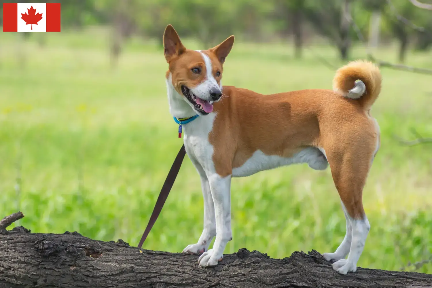 Basenji kölykök és tenyésztők Kanada Itt talál basenji tenyésztőket Kanadában.