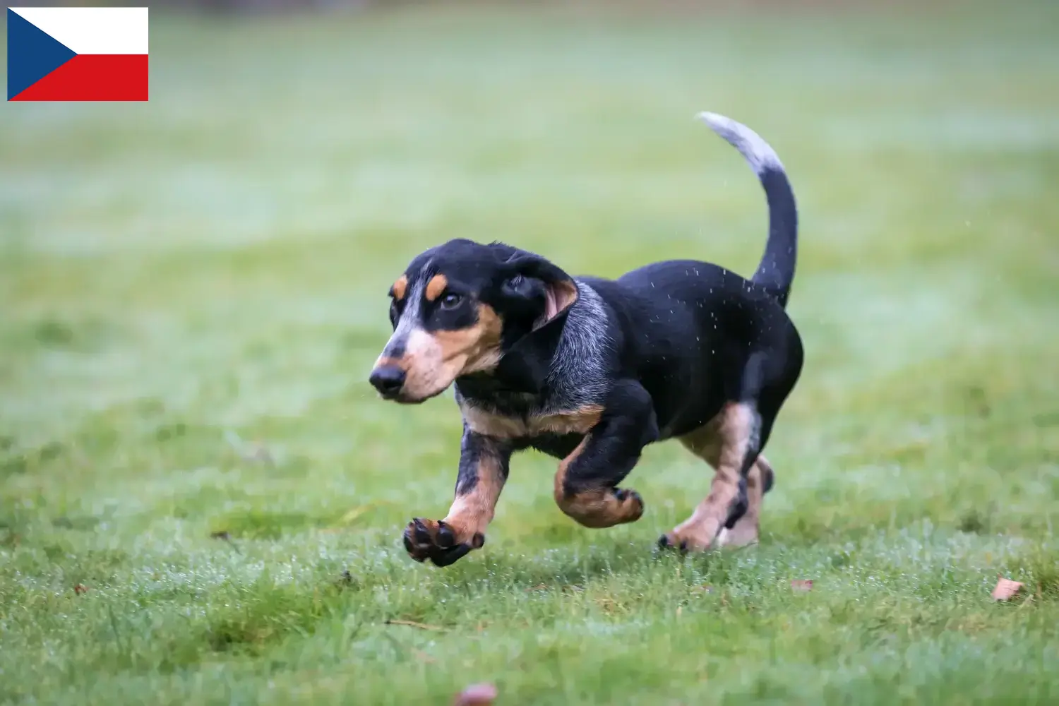 Basset bleu de Gascogne kiskutyák és tenyésztők Csehország Találd meg a Basset bleu de Gascognes tenyésztőket Csehországban.