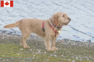 Read more about the article Basset fauve de Bretagne tenyésztők és kiskutyák Kanadában