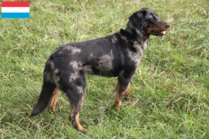 Read more about the article Beauceron tenyésztők és kölykök Luxemburgban
